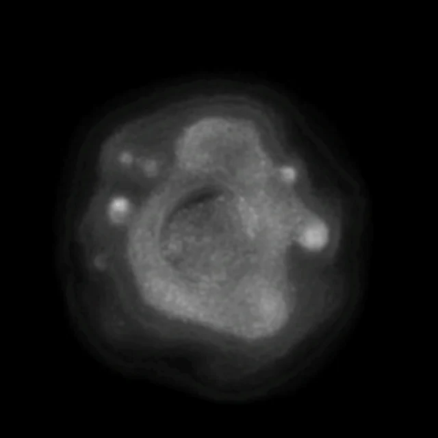 Blightoid