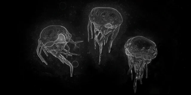 Lumaveil