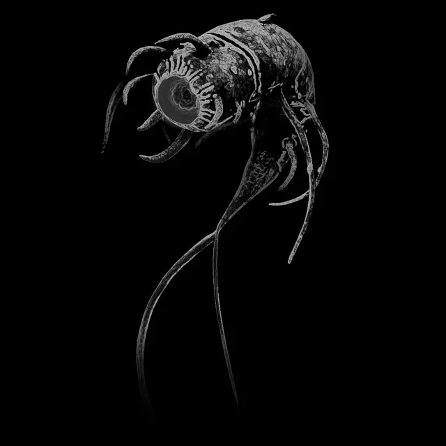 Pincer Leech