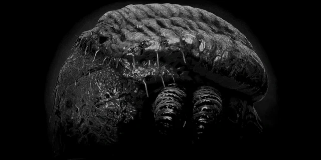 Blight Behemoth, Ulgoro